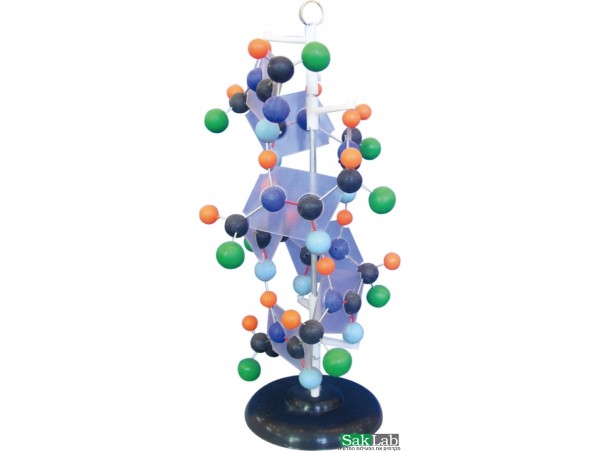 דגם מבנה חלבון
